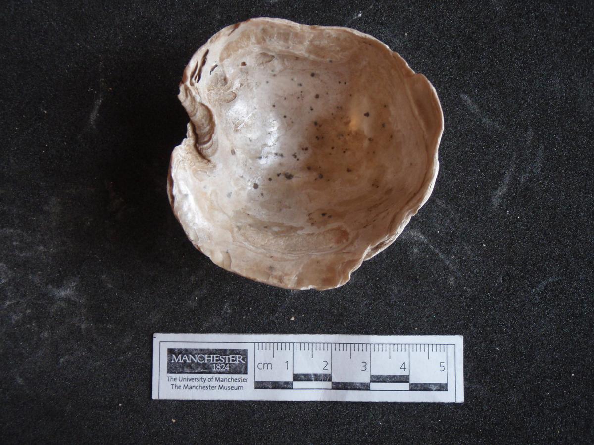 Shell