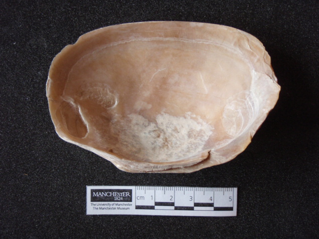 Shell